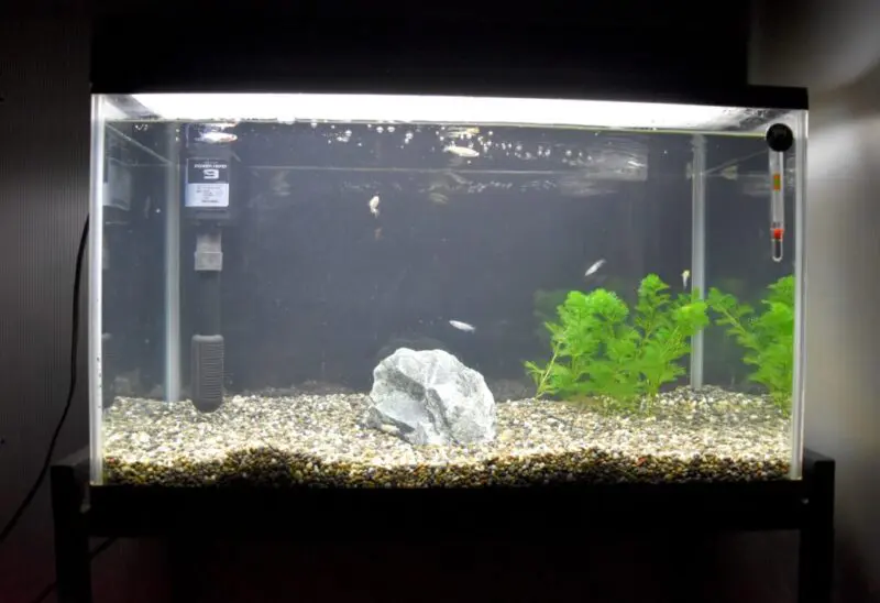 recommended-killifish-filters